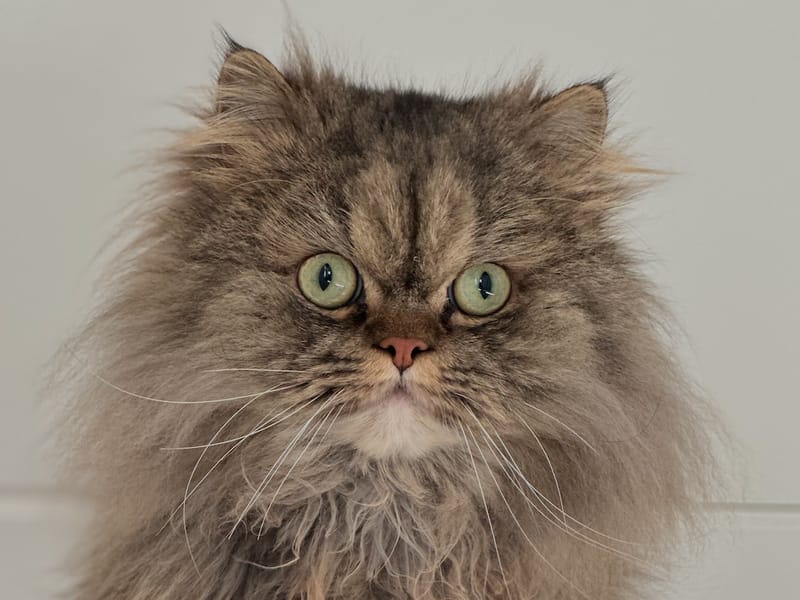 Original photo of a fluffy Persian cat